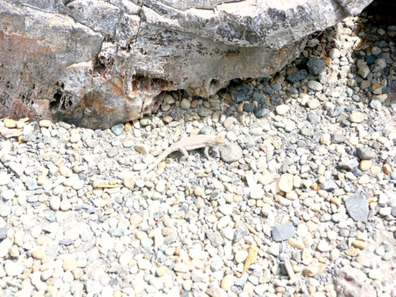LIzard - Gingko Forest State Park