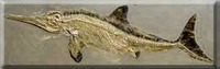 Nevada - Fossil - Ichthyosaur